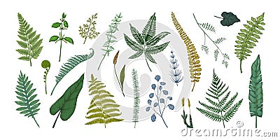 Fern leaves. Hand drawn sketch of forest foliage. Plant bourgeons and sprouts. Bracken or horsetail fronds. Vintage Vector Illustration