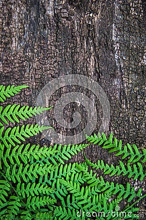 fern leaves on an old wood background with furrows Stock Photo