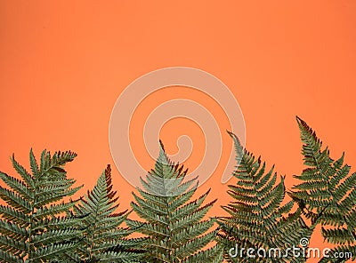 Fern leaves on an orange background below . Stock Photo