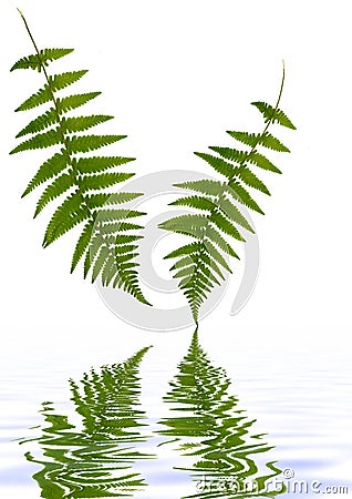 Fern Leaves Over Water Stock Photo