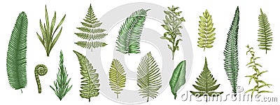 Fern leaves sketch. Forest plants colored hand drawn decorative design elements for invitation and greeting cards Vector Illustration