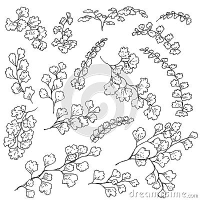 Fern Leaves Sketch Vector Illustration