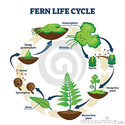 Fern life cycle vector illustration. Labeled educational development process Vector Illustration