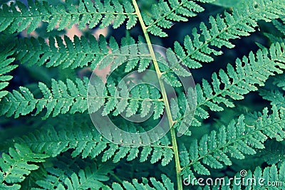 Fern macro photography, leaf green fern. Beautiful fern leaves macro photo, great design for any purposes. Beautiful nature Stock Photo