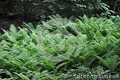 Fern (marattiaceae) in the shadow of large tree Stock Photo