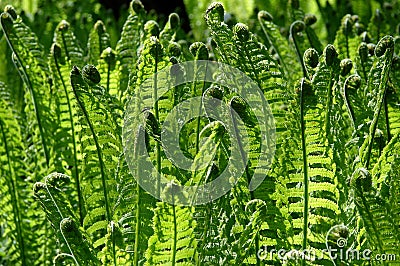 Fern Matteuccia struthiopteris Stock Photo