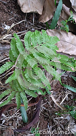 Fern plants in the yard have unique green leaves Stock Photo