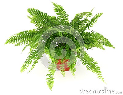 Fern in a pot Stock Photo