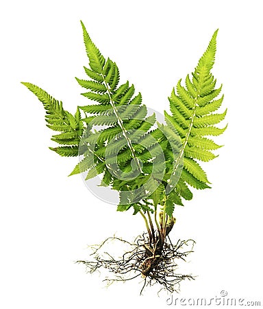 Fern with roots and frond without soil isolated on white background Stock Photo