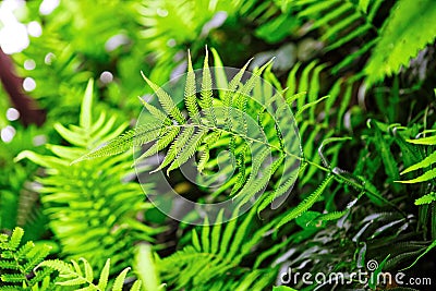 Fern shrubs in rainforest - Pteridium aquilinum. Filtered image: cross processed effect. Stock Photo