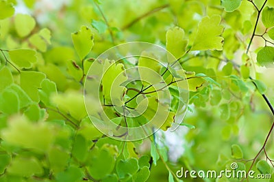 Fern of the species Adiantum raddianum Stock Photo