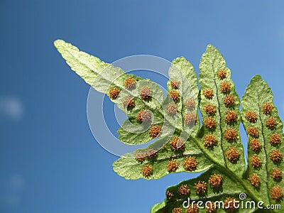 Fern and Spore Stock Photo