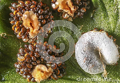 Fern spores Stock Photo