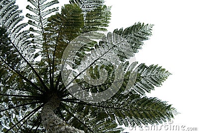 Fern tree leaves Stock Photo