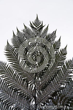 Fern tree silhouette Stock Photo