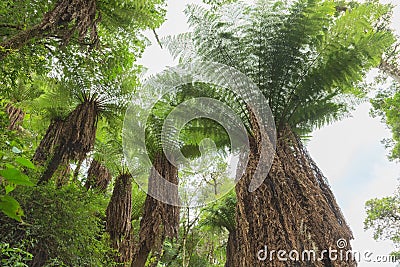 Fern tree in the tropical jungle rain forest Stock Photo