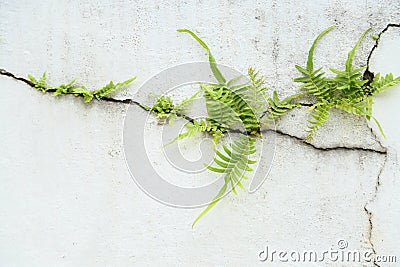 Fern on vintage wall, Fern background and empty area for text, Nature on white background Stock Photo