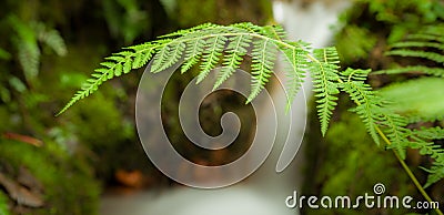 Fern in the waterfall Stock Photo