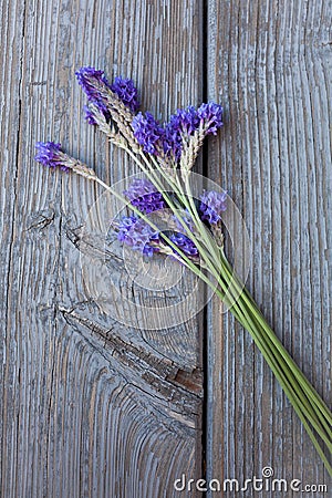 Fernleaf Lavenders Stock Photo