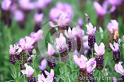 Fernleaf Lavenders or Jagged Lavenders or Pinnata Lavenders Stock Photo