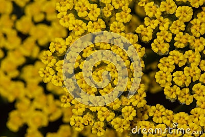 Fernleaf Yarrow or Milfoil Stock Photo