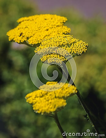 Fernleaf yarrow plant Stock Photo