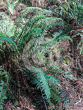 Ferns in cedar forest Stock Photo