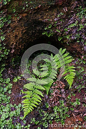 Ferns on Cliff Wall with Liverwort Stock Photo