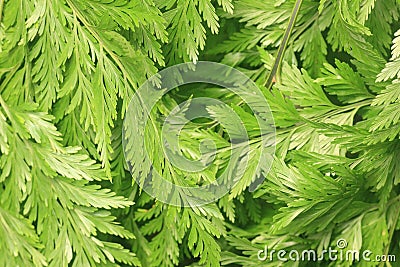 Ferns leaves green foliage tropical background. Rain forest Stock Photo