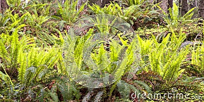Ferns in Ecola State Park, Oregon Stock Photo