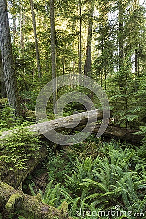 Ferns and Fallen Giants on the Forest Floor Stock Photo