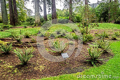 Ferns and Fernery trail at Benmore Botanic Garden, Scotland Editorial Stock Photo