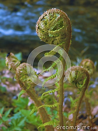 Ferns or Filicophytes or Filicophyta plant spiral leaves in the spring Stock Photo