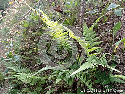 Ferns growing on the cliff Stock Photo