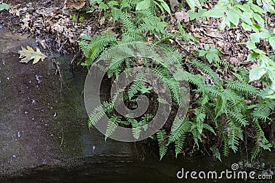 Ferns growing down a rock face Stock Photo
