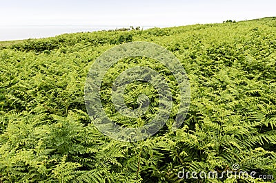 Ferns growing high on Great Saltee, Stock Photo