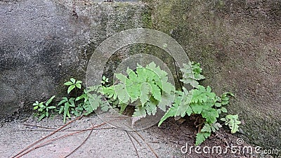 These ferns have tenacious vitality and have taken root in the concrete. Stock Photo