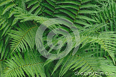 Ferns leaves green foliage in soft colors background surface Stock Photo