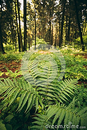 Ferns Leaves Green Foliage In Summer Coniferous Forest. Green Fern Bushes In Park Between Woods, Stock Photo