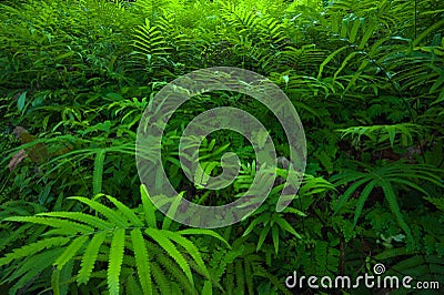 Ferns leaves green foliage tropical background. Rain forest Stock Photo