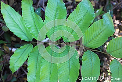 Ferns leaves green foliage tropical background. Rain forest jungle plants natural flora. Stock Photo