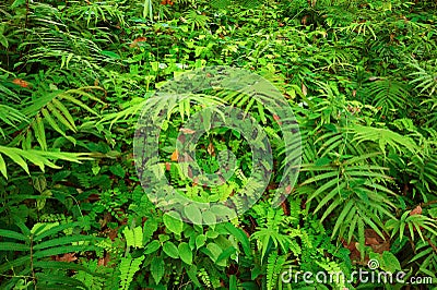 Ferns leaves and other tropical plants natural texture Stock Photo