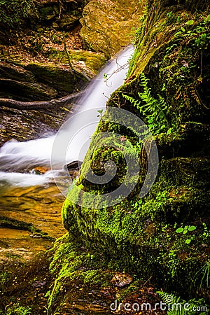 Ferns and moss growing off a rock and a waterfall in Holtwood, P Stock Photo