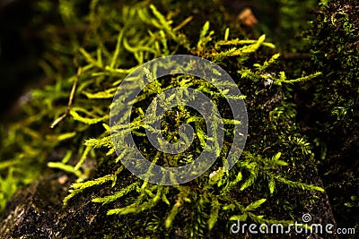 Ferns, mosses,fungi in the rain forests Stock Photo