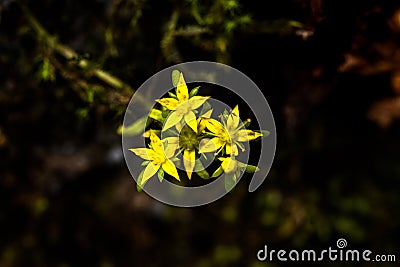 Ferns, mosses,fungi in the rain forests Stock Photo