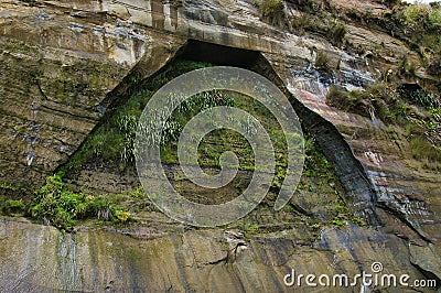 Ferns and mosses growing on a limestone cliff Stock Photo