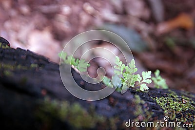 Ferns, mosses, lichens and microflora living together in forest ecosystem Stock Photo