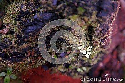 Ferns, mosses, lichens and microflora living together in forest ecosystem Stock Photo