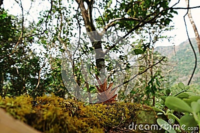 Ferns mosses and small plant grow in nature Stock Photo