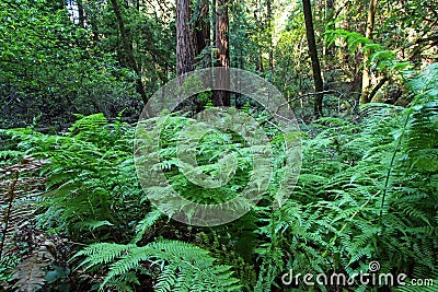 Ferns in Muir woods Stock Photo